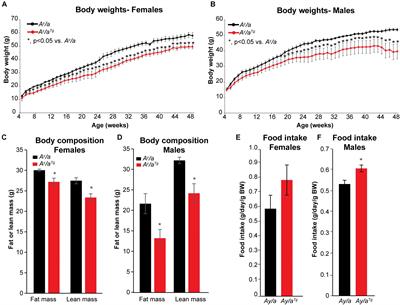 Maternal Transmission of Human OGG1 Protects Mice Against Genetically- and Diet-Induced Obesity Through Increased Tissue Mitochondrial Content